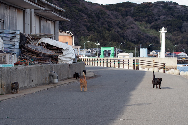 相島の猫さん770.jpg