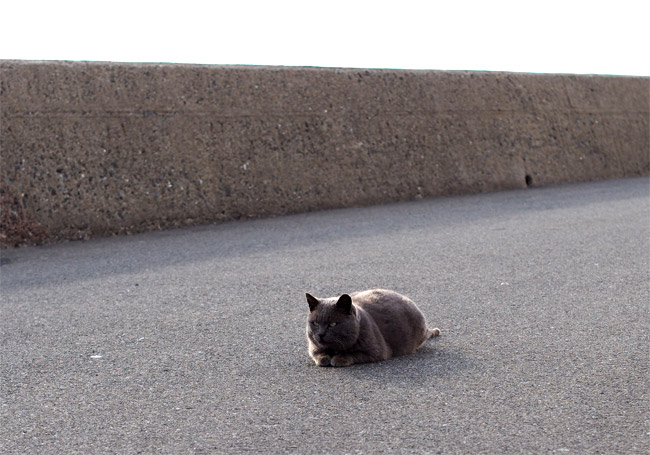 相島の猫さん776.jpg