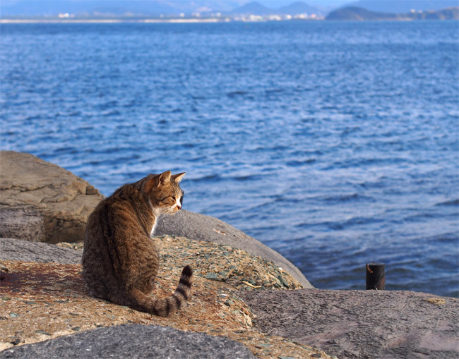 相島の猫さん785.jpg