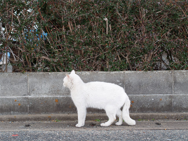 相島の猫さん789.jpg