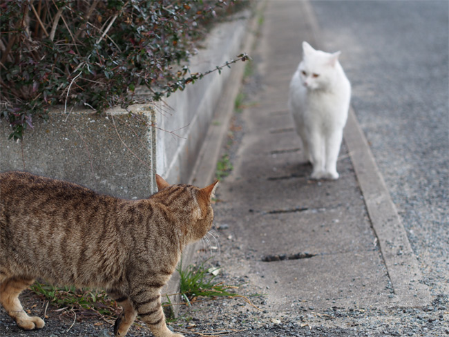 相島の猫さん790.jpg