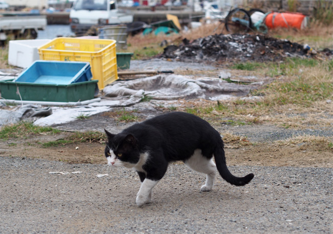 相島の猫さん793.jpg