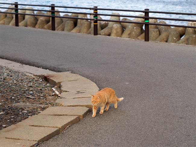 相島の猫さん800.jpg