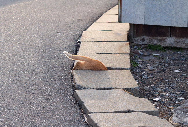 相島の猫さん801.jpg