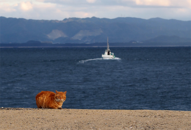 相島の猫さん803.jpg