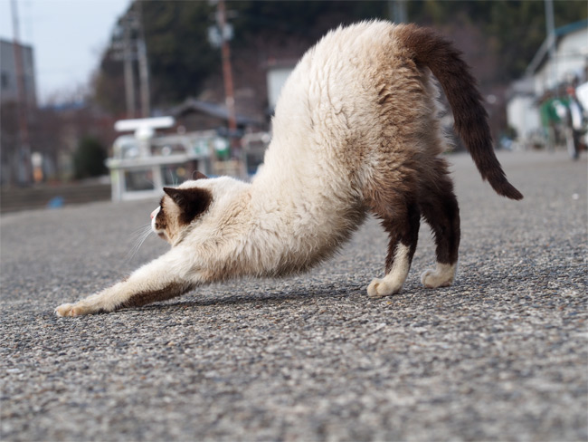 沖島の猫さん834.jpg