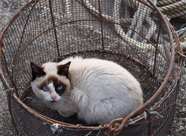 沖島の猫さん836.jpg