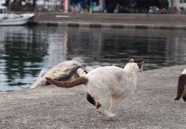 沖島の猫さん841.jpg