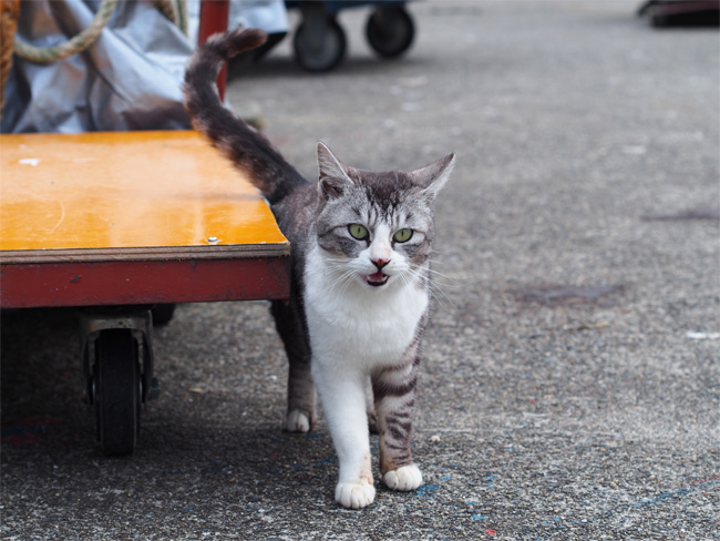 沖島の猫さん845.jpg