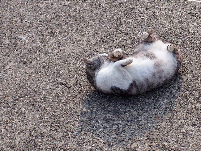 沖島の猫さん848.jpg