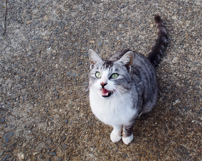 沖島の猫さん849.jpg