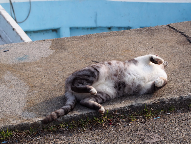 沖島の猫さん850.jpg