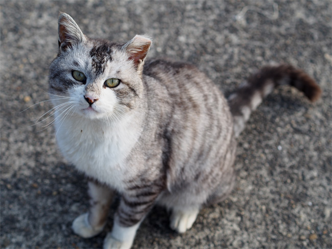 沖島の猫さん852.jpg