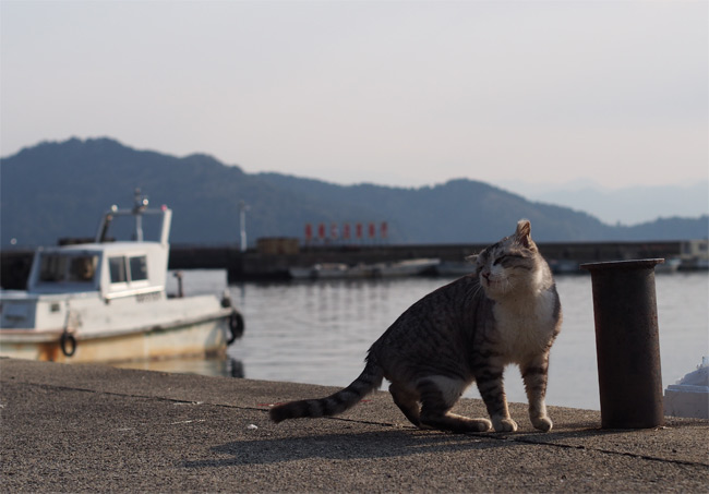 沖島の猫さん853.jpg