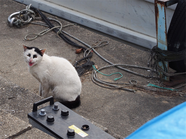 沖島の猫さん854.jpg