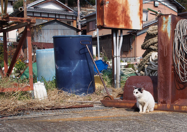 沖島の猫さん863.jpg