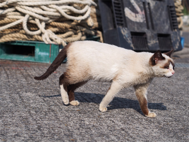沖島の猫さん864.jpg