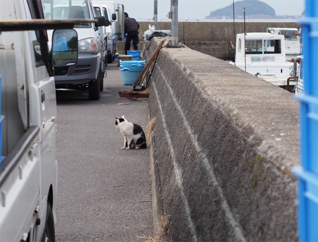 堀切新港の猫さん867.jpg
