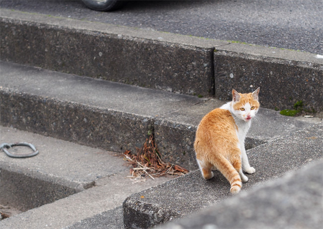 堀切新港の猫さん871.jpg