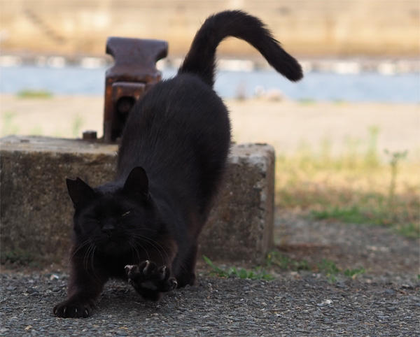 【手足首可動】黒猫さん（Lサイズ）