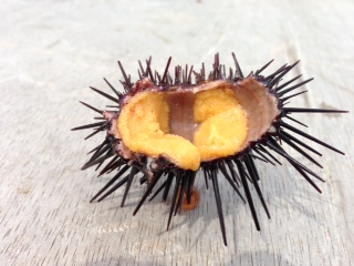 sea urchin.jpeg