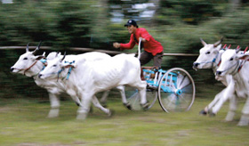 ２頭立ての牛車がレースを繰り広げる「競牛」は迫力満点だ＝カワンコアン村で