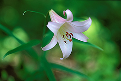 ササユリ、花期：6月。日本固有種であるササユリ、最近はほとんど見られなくなったがコース内でたまに見かける。