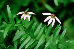ミゾカクシ、花期：4月～5月。名は生い茂って溝を隠してしまうことから。この花も小さいため見つけ難い、花の大きさは12ミリ程。田畑の溝などに咲く。