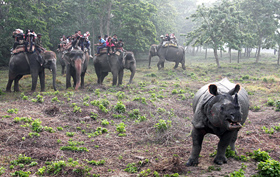 野生のインドサイを見つけ、ゾウの上から観察する観光客たち＝ネパール・チトワン国立公園で