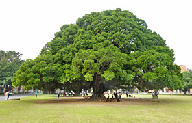 昭和天皇が皇太子時代に記念植樹したガジュマル。市民の憩いの場になっている