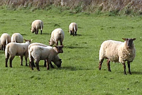 草地で遊ぶ羊の群れ