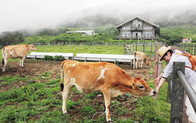 人懐こいジャージーの子牛に観光客の歓声が絶えない＝東京都八丈町のふれあい牧場で