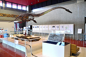 フタバサウルス・スズキイなどの化石