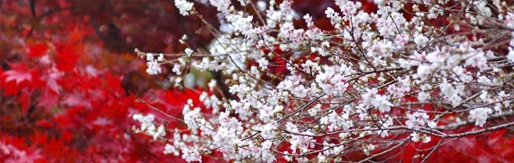 小原四季桜