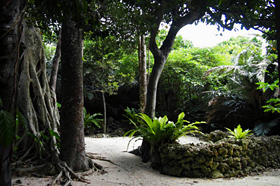 亜熱帯の樹林の奥に神秘的な聖域、御嶽があった＝沖縄県・竹富島で