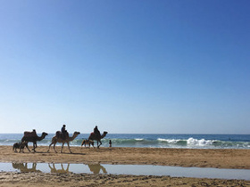 時折、ラクダが往来するモロッコのビーチ＝いずれもモロッコ・タガズートで