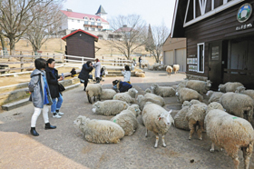 来場者を和ます、自由に動き回る羊たち＝神戸市灘区の六甲山牧場で