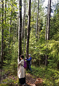 ベリー探索を前に、案内のペッカさん（右）は、木に額を当てた。「森と交信しているんだ」と言う＝ヌークシオ国立公園で