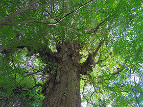 モラエスも見上げた瑞巌寺のイチョウの大木。今ごろは色づいているだろう＝いずれも徳島市で