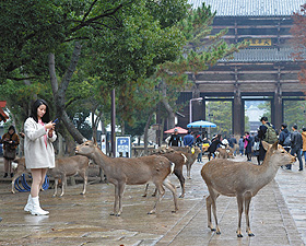 奈良公園を散策するとたくさんの鹿たちが迎えてくれる＝いずれも奈良市で
