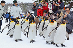 愛らしい姿が観光客に人気のペンギンの散歩＝旭川市の旭山動物園で