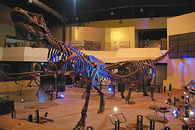 タイ国内で発見された恐竜の全身化石（複製）＝いずれもタイ・カラシンのシリントーン博物館で