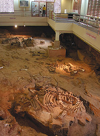 観光客にも公開されている恐竜化石の発掘現場＝カラシンのサッカワン寺院境内で