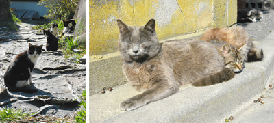 （左）似た柄の猫たちがくつろいでいる　（右）民家の玄関で日なたぼっこしながら眠る猫たち