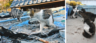（左）網で爪研ぎをしていると、後ろから大きな猫が来て一触即発　（右）いきなりけんかが始まった