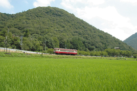 緑色が映える山を背景に、水田の脇を走る気動車＝美咲町で