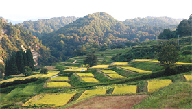 四ケ村では、１９００枚の棚田が山あいに広がる