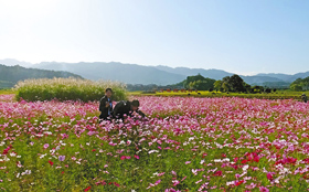藤原京跡は一面のコスモス畑になっていた＝奈良県橿原市で