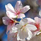 愛知県岩倉市「お祭り広場」の四季桜