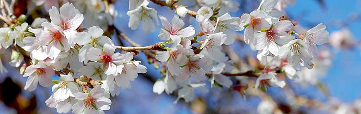 愛知県岩倉市「お祭り広場」の四季桜